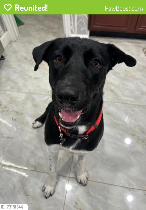 Reunited Male Dog last seen Winding Path Way, Long Meadow Farms, TX 77406