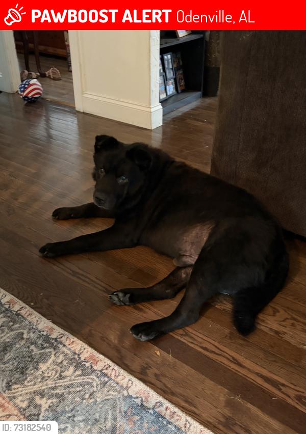 Lost Male Dog last seen Dollar General, Odenville, AL 35120