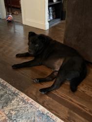 Lost Male Dog last seen Dollar General, Odenville, AL 35120