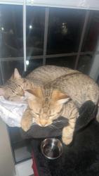 Lost Male Cat last seen lemay and whalers, Fort Collins, CO 80525