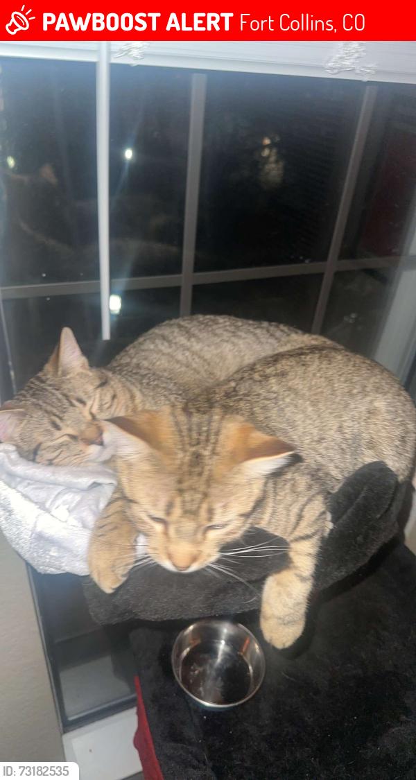 Lost Male Cat last seen lemay and whalers, Fort Collins, CO 80525