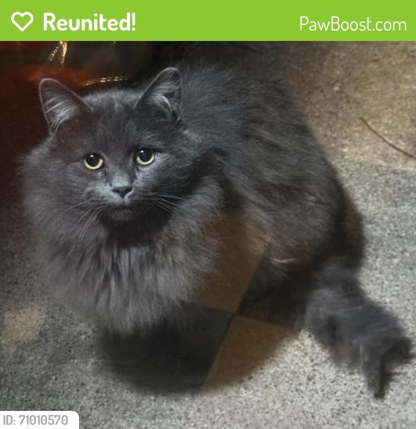 Reunited Unknown Cat last seen Cherokee Orchard Lake Road, Pontiac, MI 48341