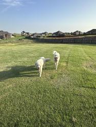 Found/Stray Male Dog last seen Marion, Venus, TX 76084
