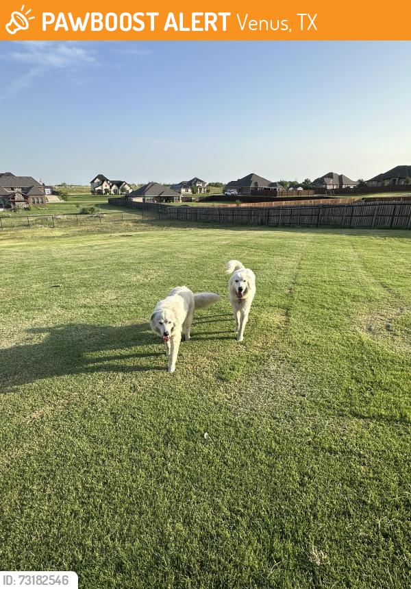 Found/Stray Male Dog last seen Marion, Venus, TX 76084