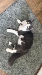 Lost Male Cat last seen I'm by the superior municipal building, Superior, WI 54880