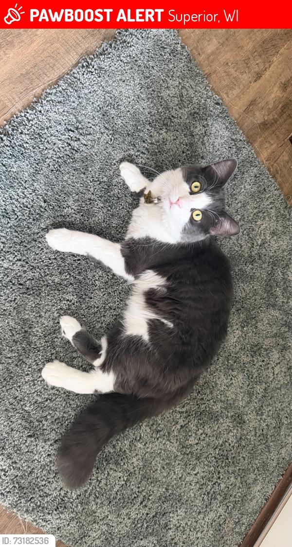 Lost Male Cat last seen I'm by the superior municipal building, Superior, WI 54880