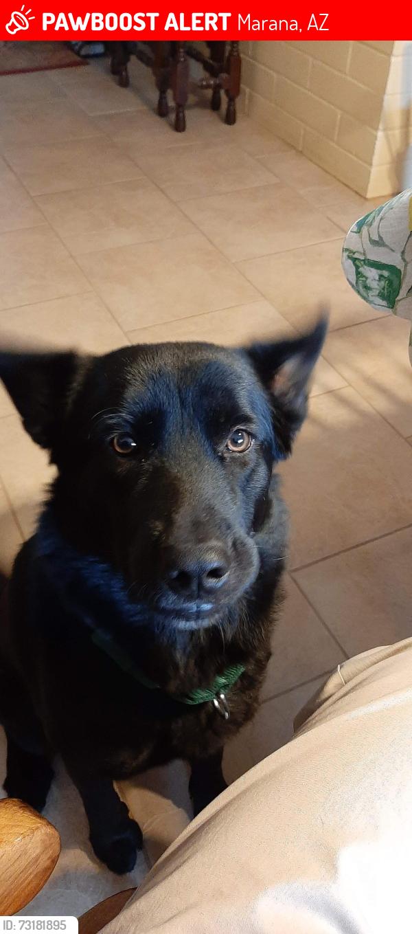 Lost Female Dog last seen Longview and avra valley rd, Marana, AZ 85653