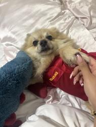 Reunited Male Dog last seen Sydney Dr and 5th Street, Los Angeles, CA 90022