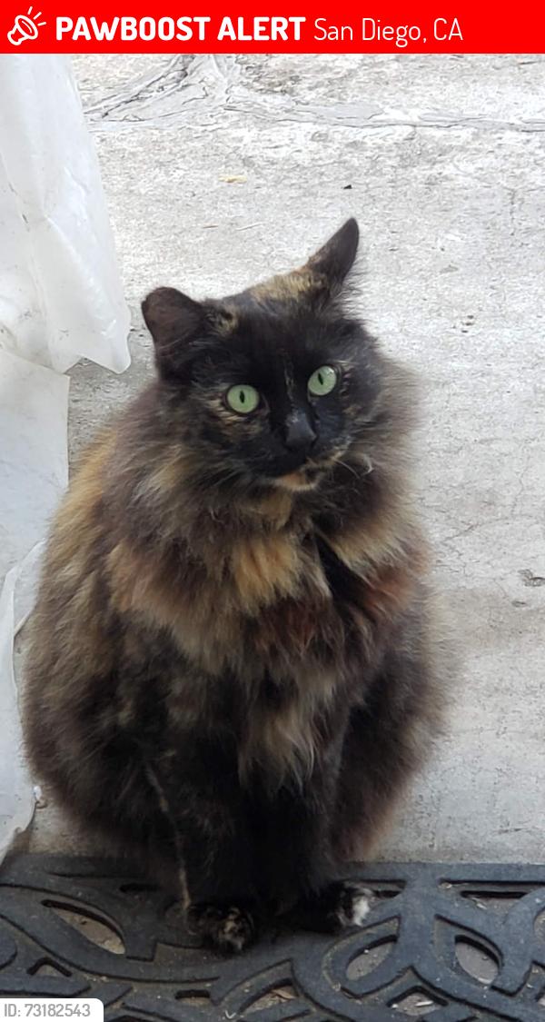 Lost Female Cat last seen Calliandra Rd and Via San Blas (north of Mira Mesa Blvd near USPS), San Diego, CA 92126