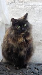 Lost Female Cat last seen Calliandra Rd and Via San Blas (north of Mira Mesa Blvd near USPS), San Diego, CA 92126