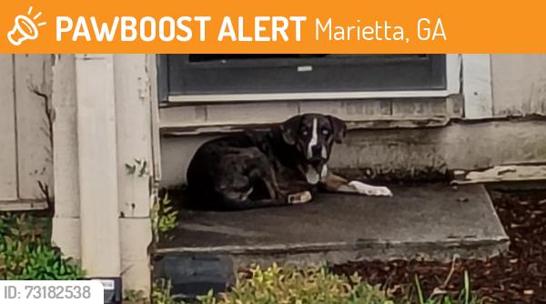 Found/Stray Unknown Dog last seen Powers Ferry road, Terrell Mill road, Marietta, Georgia, Marietta, GA 30067