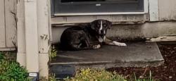 Found/Stray Unknown Dog last seen Powers Ferry road, Terrell Mill road, Marietta, Georgia, Marietta, GA 30067