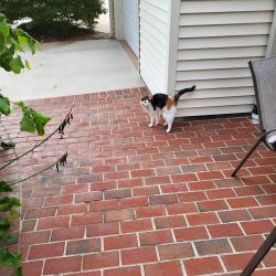 Reunited Unknown Cat last seen Zekan Lane and Meriwether Lane Springfield Va, Springfield, VA 22150
