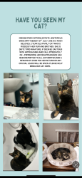 Lost Female Cat last seen Whitefield primary school, Victoria park, park 17, besses tram stop, Whitefield tram stop, m62 motorway, Whitefield, England M45 6DQ