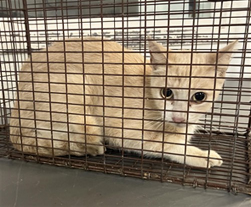 Shelter Stray Female Cat last seen , 1850 W 60th St, Los Angeles, CA 90047, USA
