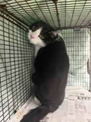 Shelter Stray Female Cat last seen , 14409 Vanowen St, Van Nuys, CA 91405, USA