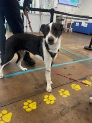 Shelter Stray Male Dog last seen , 14409 Vanowen St, Van Nuys, CA 91405, USA