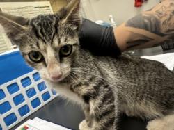 Shelter Stray Male Cat last seen , 14409 Vanowen St, Van Nuys, CA 91405, USA