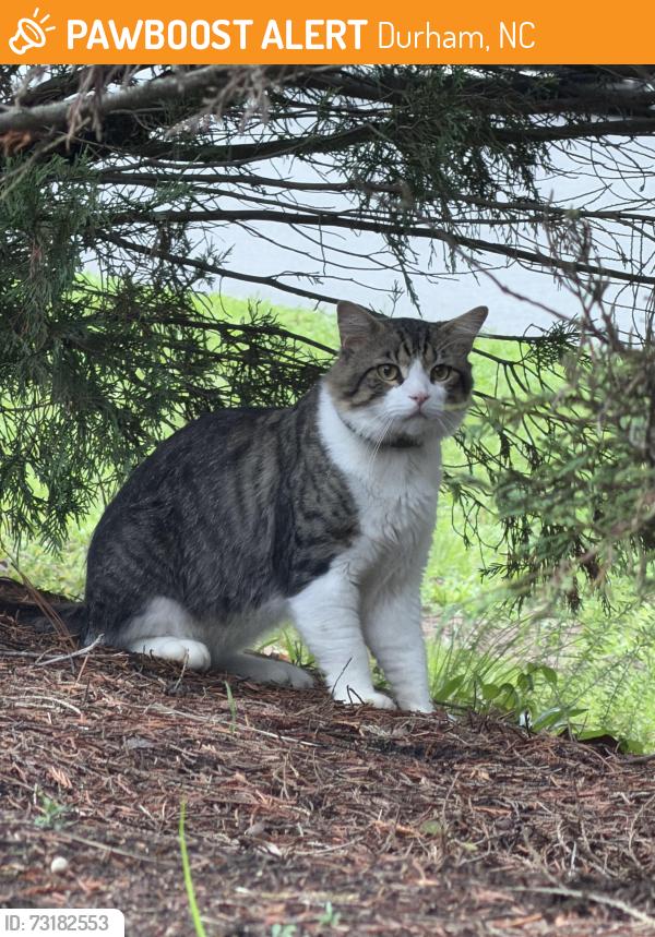 Found/Stray Unknown Cat last seen Herndon Rd, Adeline Ct, Durham, NC 27713