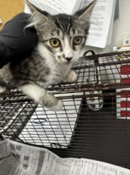 Shelter Stray Female Cat last seen , 14409 Vanowen St, Van Nuys, CA 91405, USA