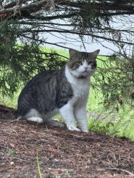 Found/Stray Unknown Cat last seen Herndon Rd, Adeline Ct, Durham, NC 27713