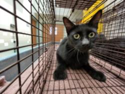 Shelter Stray Female Cat last seen , 957 N Gaffey St, San Pedro, CA 90731, USA