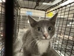 Shelter Stray Unknown Cat last seen , 14409 Vanowen St, Van Nuys, CA 91405, USA