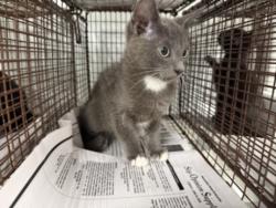 Shelter Stray Male Cat last seen , 14409 Vanowen St, Van Nuys, CA 91405, USA