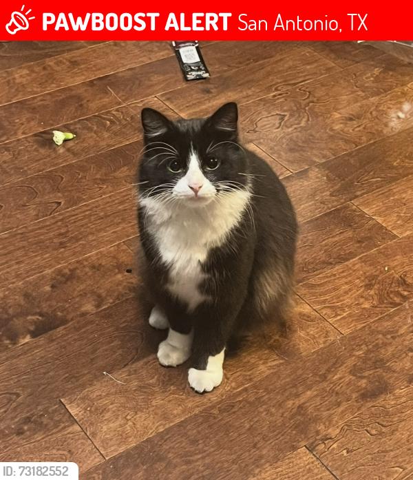 Lost Male Cat last seen Tezel , Oak Crest ,, San Antonio, TX 78250
