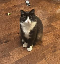 Lost Male Cat last seen Tezel , Oak Crest ,, San Antonio, TX 78250
