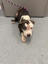 Shelter Stray Male Dog last seen Near, 2600 S Harding St, Indianapolis, IN 46221, USA
