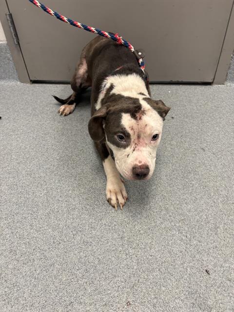 Shelter Stray Male Dog last seen Near, 2600 S Harding St, Indianapolis, IN 46221, USA