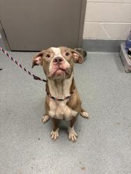Shelter Stray Male Dog last seen Near, 2600 S Harding St, Indianapolis, IN 46221, USA