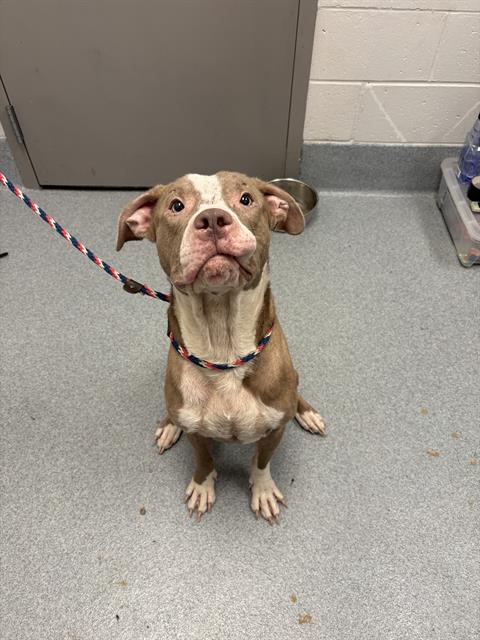 Shelter Stray Male Dog last seen Near, 2600 S Harding St, Indianapolis, IN 46221, USA