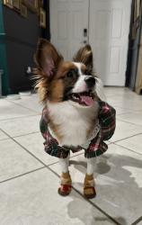 Reunited Female Dog last seen Corner of Gilbert and Goode, Palm Bay, FL 32907