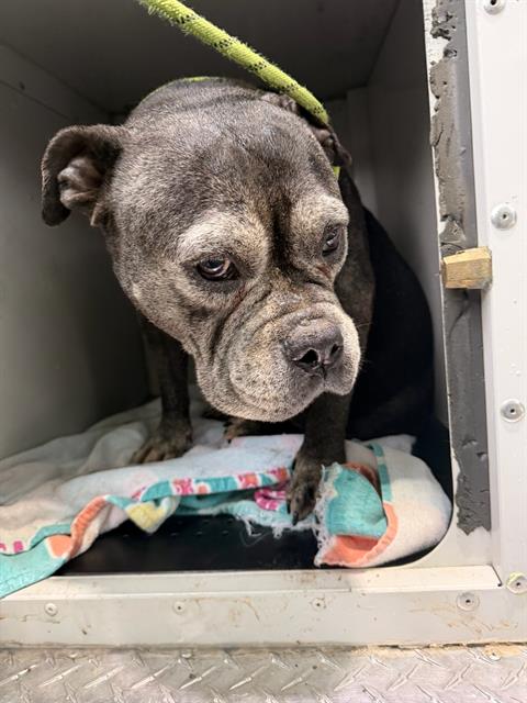 Shelter Stray Female Dog last seen CHARLOTTE, 8315 Byrum Dr, Charlotte, NC 28217, USA