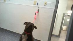 Shelter Stray Female Dog last seen CHARLOTTE, 8315 Byrum Dr, Charlotte, NC 28217, USA