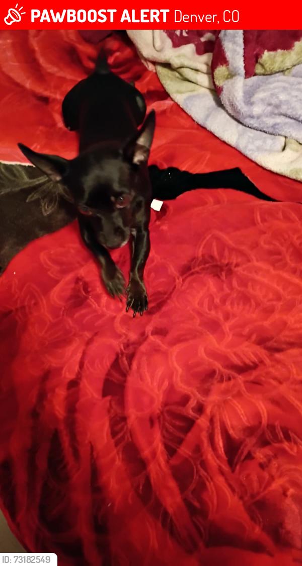 Lost Female Dog last seen Near wewatta st, Denver, CO 80202