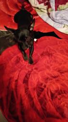 Lost Female Dog last seen Near wewatta st, Denver, CO 80202
