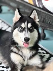 Found/Stray Male Dog last seen Table Rock Rd, Greenville County, SC 29635