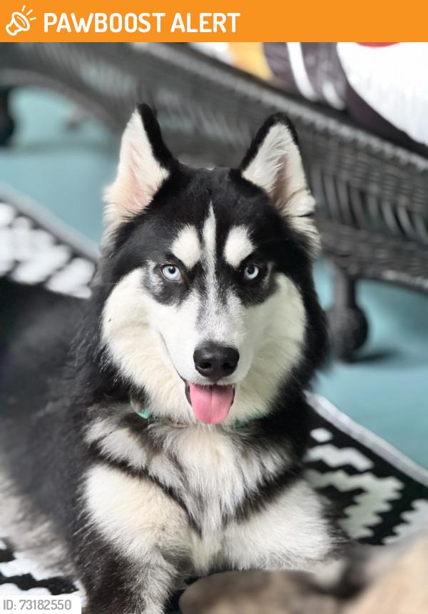 Found/Stray Male Dog last seen Table Rock Rd, Greenville County, SC 29635