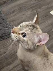 Reunited Unknown Cat last seen Furby and Sara, Winnipeg, MB R3C 2A5