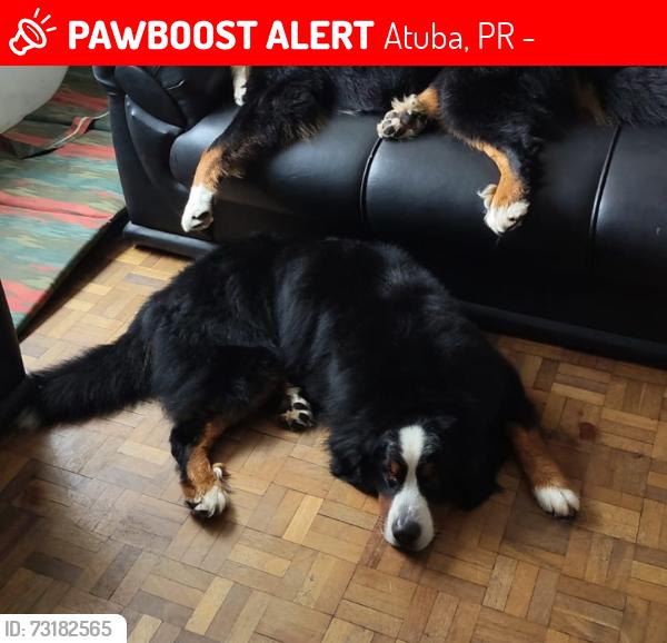 Lost Male Dog last seen Rua Arcesio correia lima x pery soto maoir, Atuba, PR 82630-130