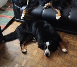 Lost Male Dog last seen Rua Arcesio correia lima x pery soto maoir, Atuba, PR 82630-130