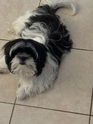 Reunited Male Dog last seen Benson Ave, Baltimore, MD 21229