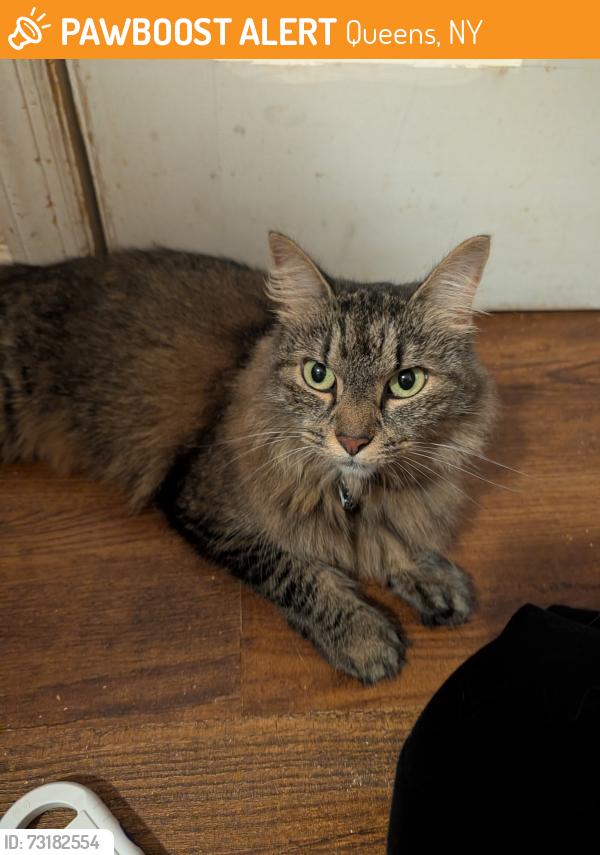 Found/Stray Unknown Cat last seen Near Ave and 49th St, Queens, NY 11370