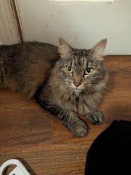 Found/Stray Unknown Cat last seen Near Ave and 49th St, Queens, NY 11370
