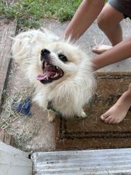 Found/Stray Male Dog last seen MacArthur, Oklahoma City, OK 73127