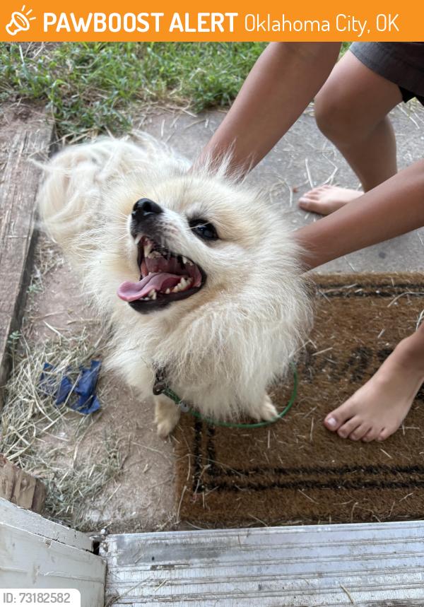Found/Stray Male Dog last seen MacArthur, Oklahoma City, OK 73127