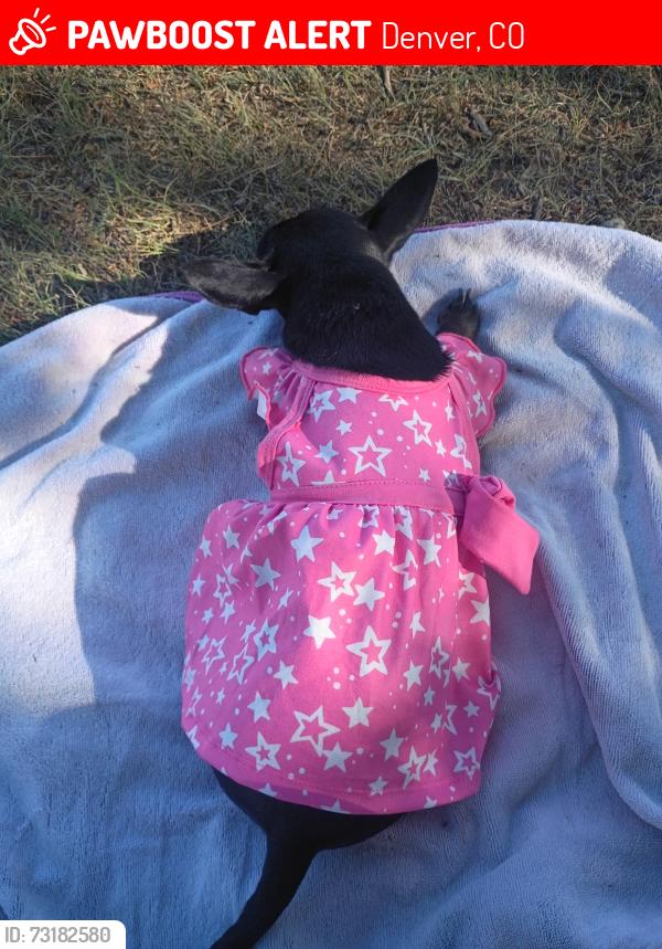 Lost Female Dog last seen Near wewatta st, Denver, CO 80202
